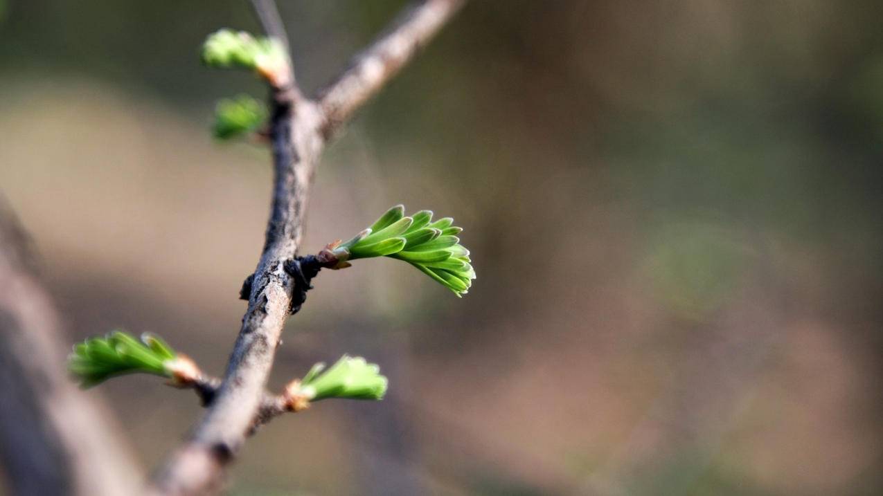 油管最高播放量歌曲_油管上播放量最多的歌 - youtube相关 - 55dz账号网