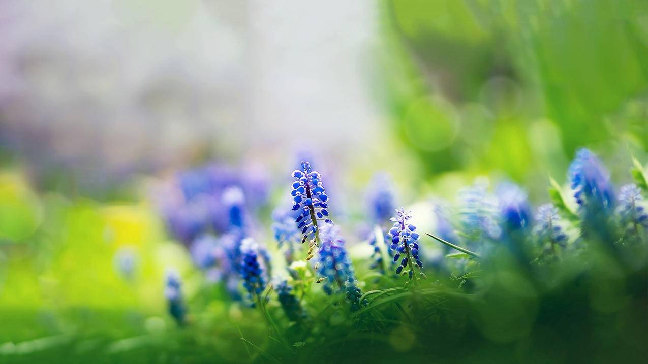 一直显示更新越南apple id - 各区苹果ID - 55dz账号网