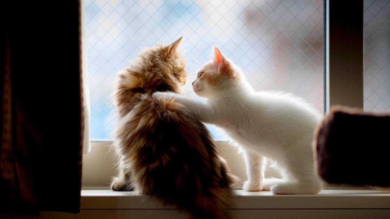 小红书如何给自己投放 - 自助平台 - dy业务网