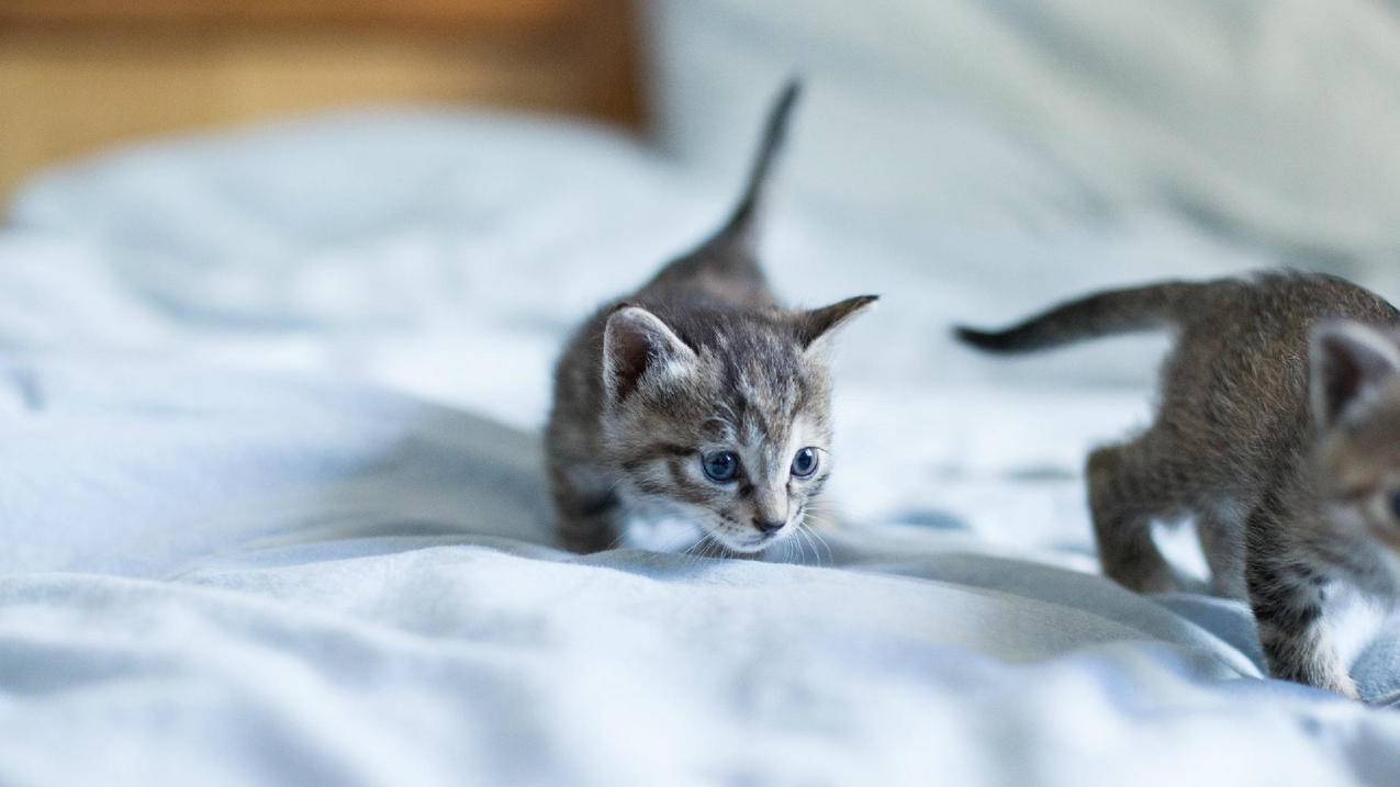 小红书如何拆分爆款商品？高效步骤解析 - 网络资讯 - ks业务下单