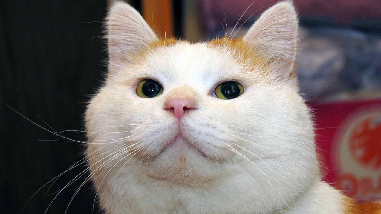 nba2k20怎么调画质才不闪退_nba2k20怎么降低画质 - IOS分享 - 55dz账号网