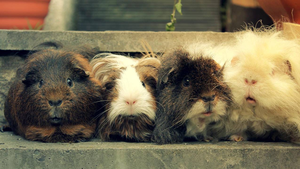 facebook无限积分_facebook facebook facebook - facebook相关 - 55dz账号网