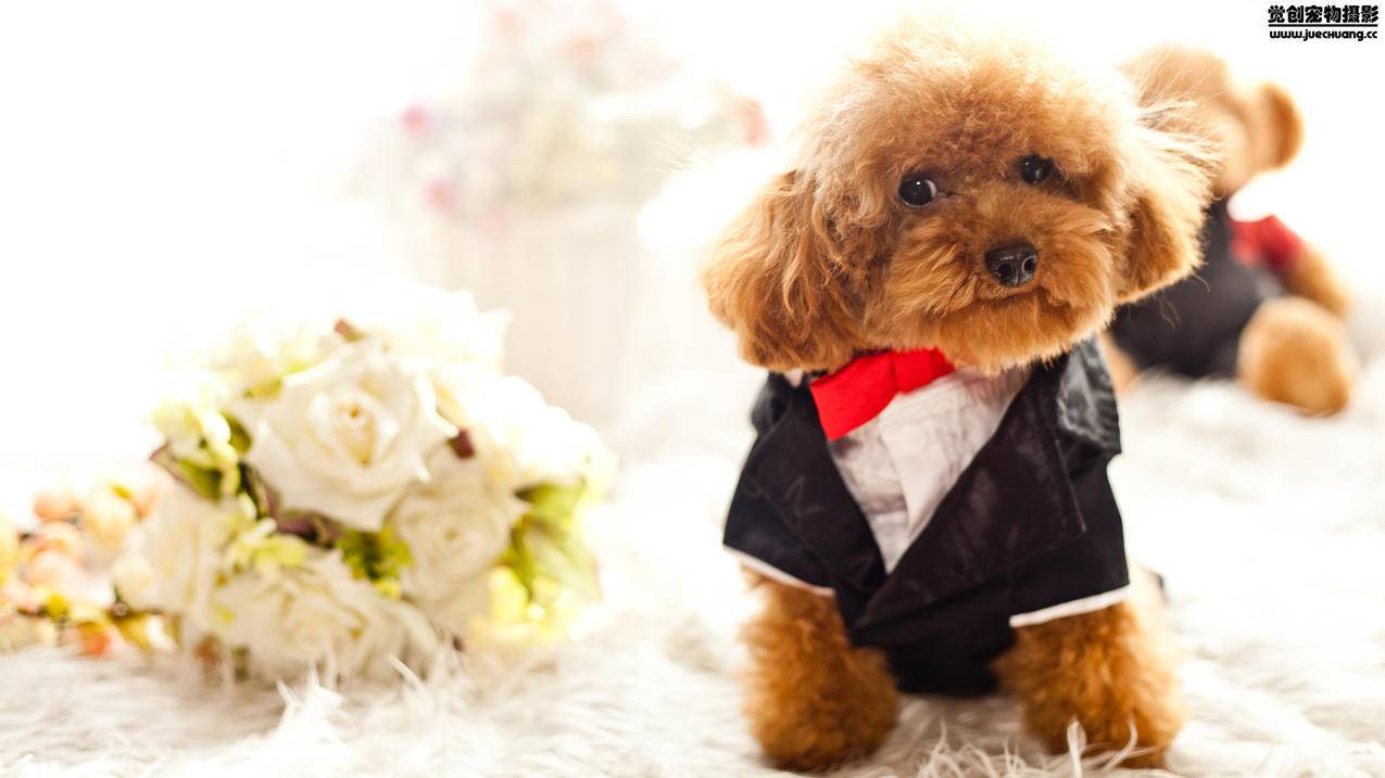 创建韩国苹果id电子邮件地址无效_apple id 电子邮件地址无效 - 韩国苹果id - 55dz账号网