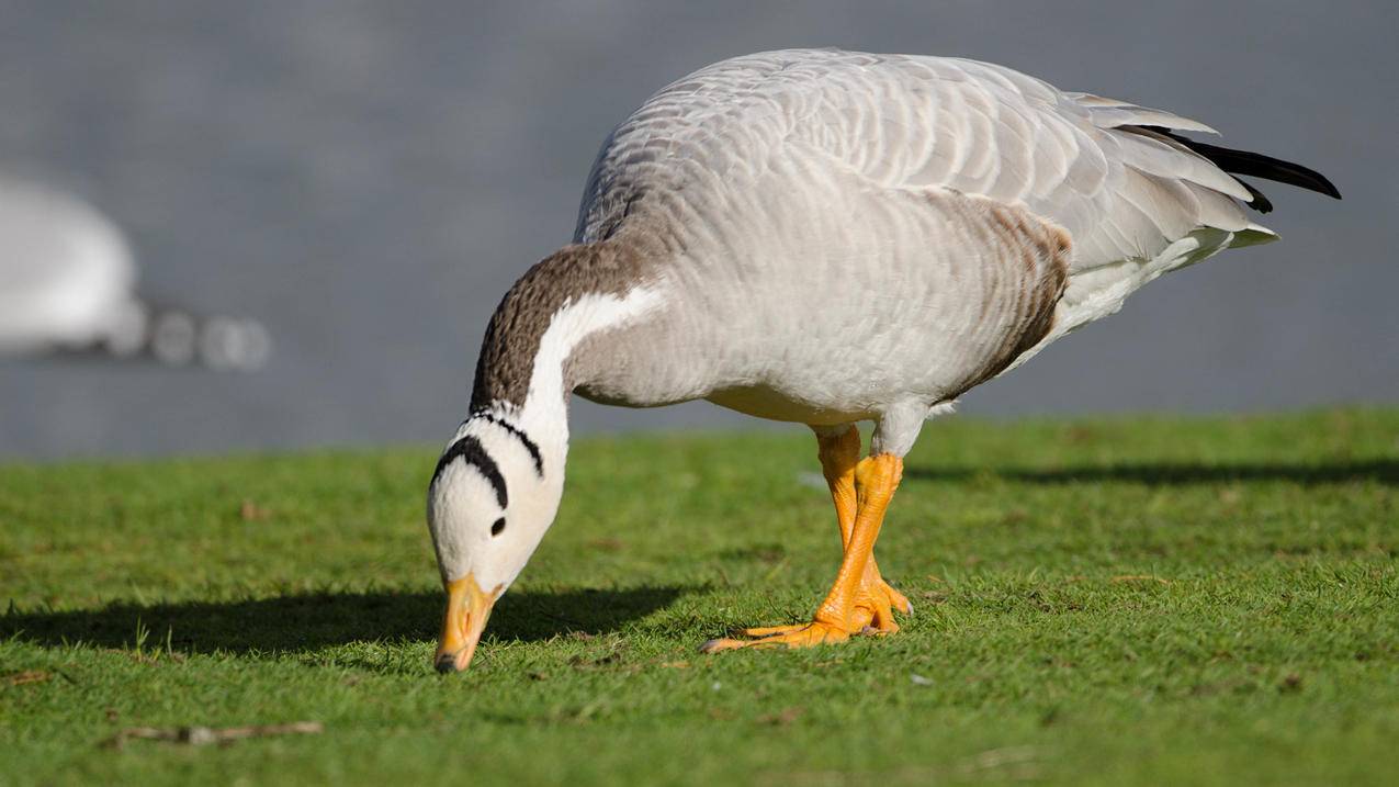快手点赞代刷软件,快手点赞的平台,吉安卡盟网-ks业务自助下单台雷神