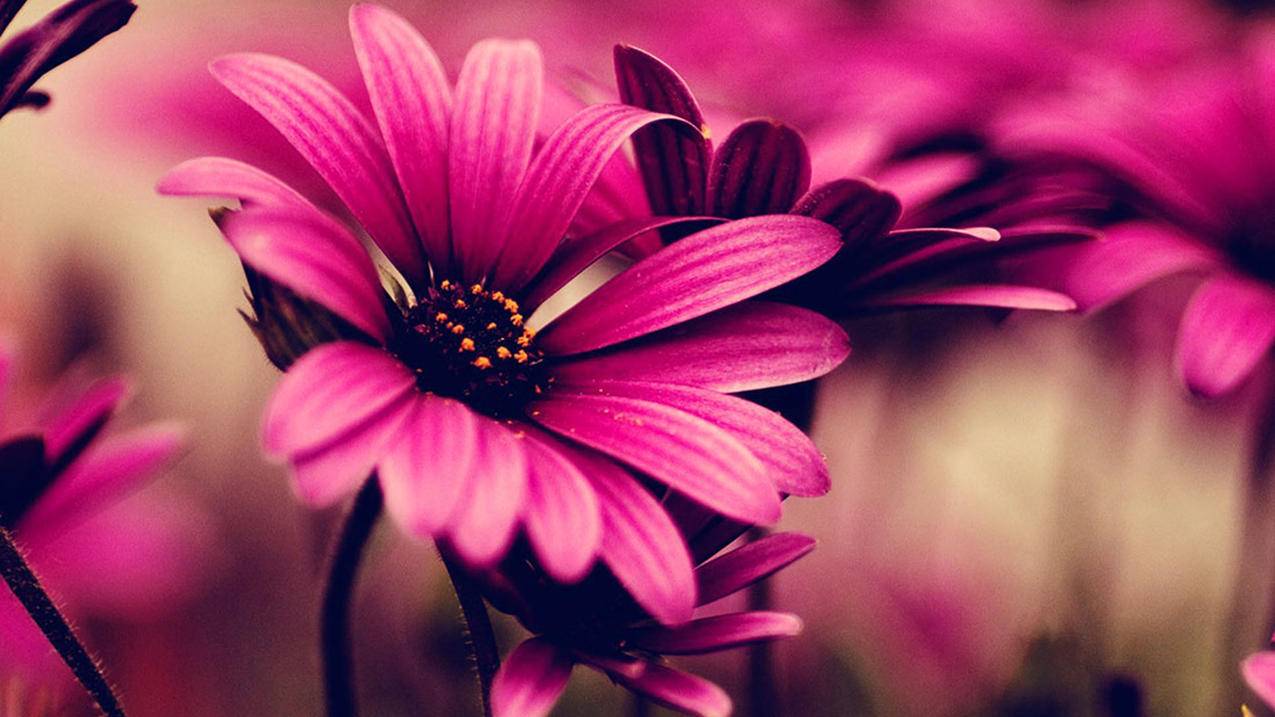 在线刷快手-快手刷赞网址推广