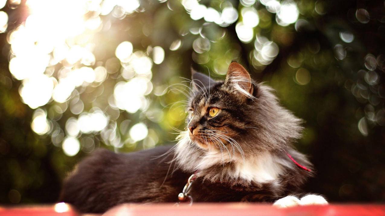 越南苹果id被注销了怎么办 - 各区苹果ID - 55dz账号网