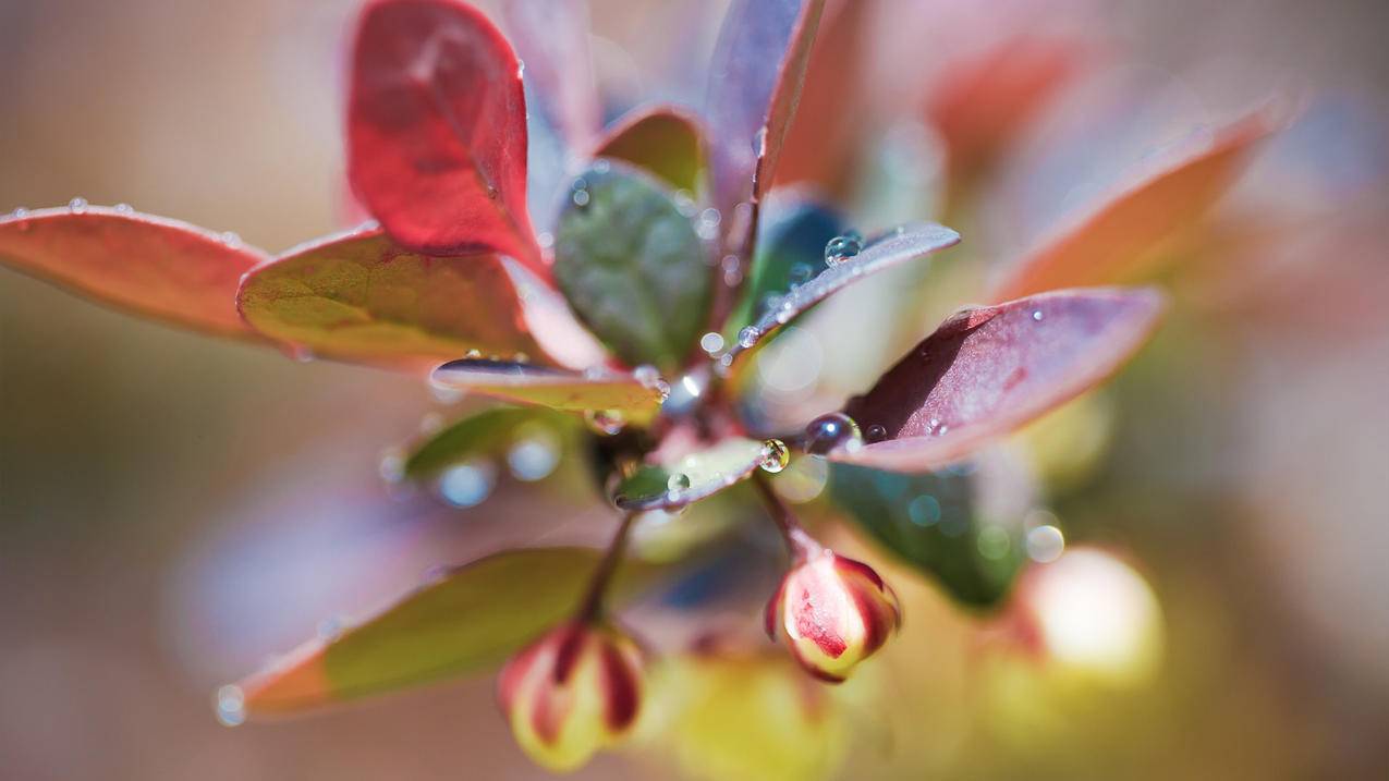 游戏直播如何用千川赚钱？ - ks自助下单 - ks业务下单