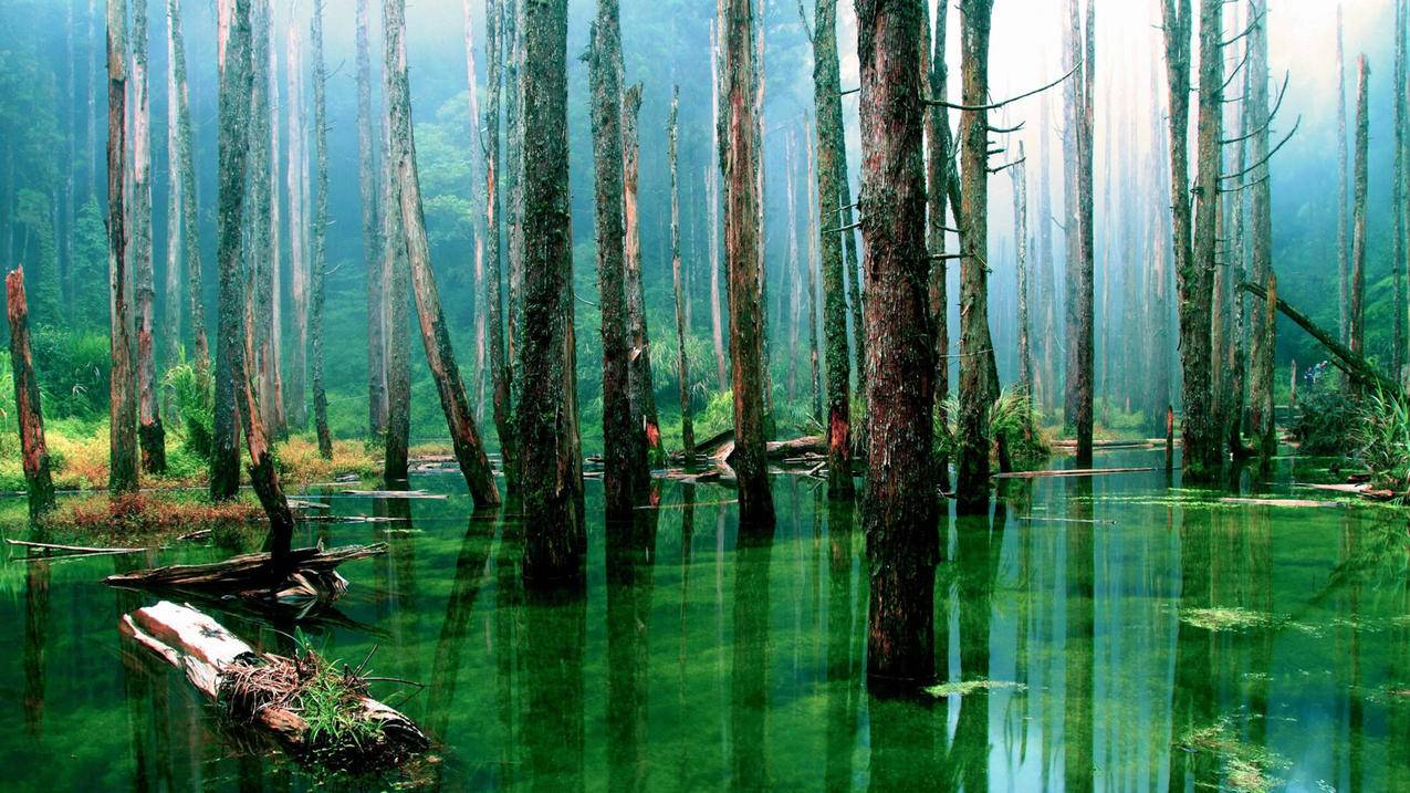 怎么删除googleplay_怎么删除googleplay商店 - google相关 - 55dz账号网