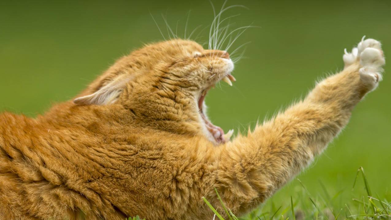 如何创建日本的appleid_如何创建日本的apple id - 日本苹果ID - 55dz账号网