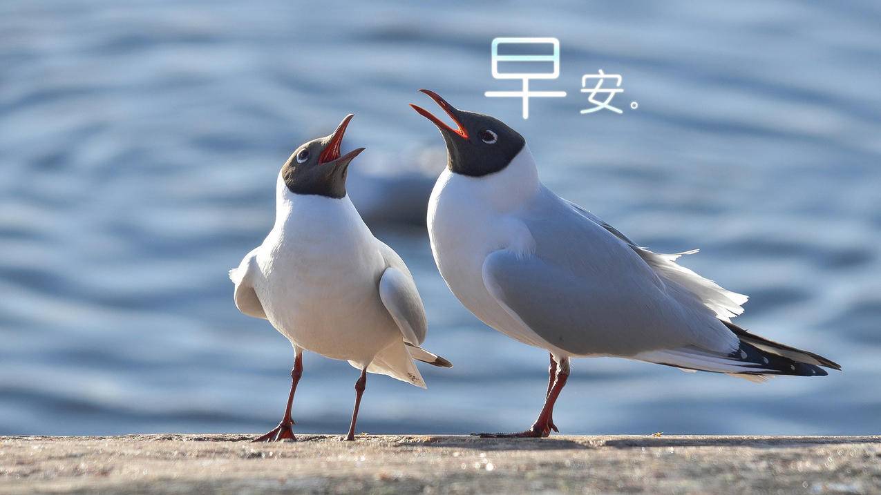 celine英文什么意思_celine中文意思 - Line相关 - 55dz账号网