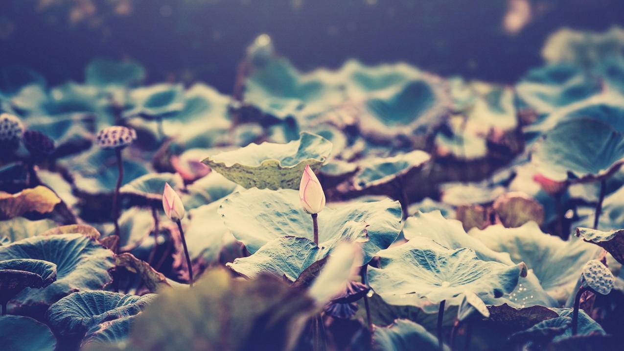 同一个苹果id怎么共享通话记录_苹果手机同一个id怎么共享通话记录 - 各区苹果ID - 55dz账号网