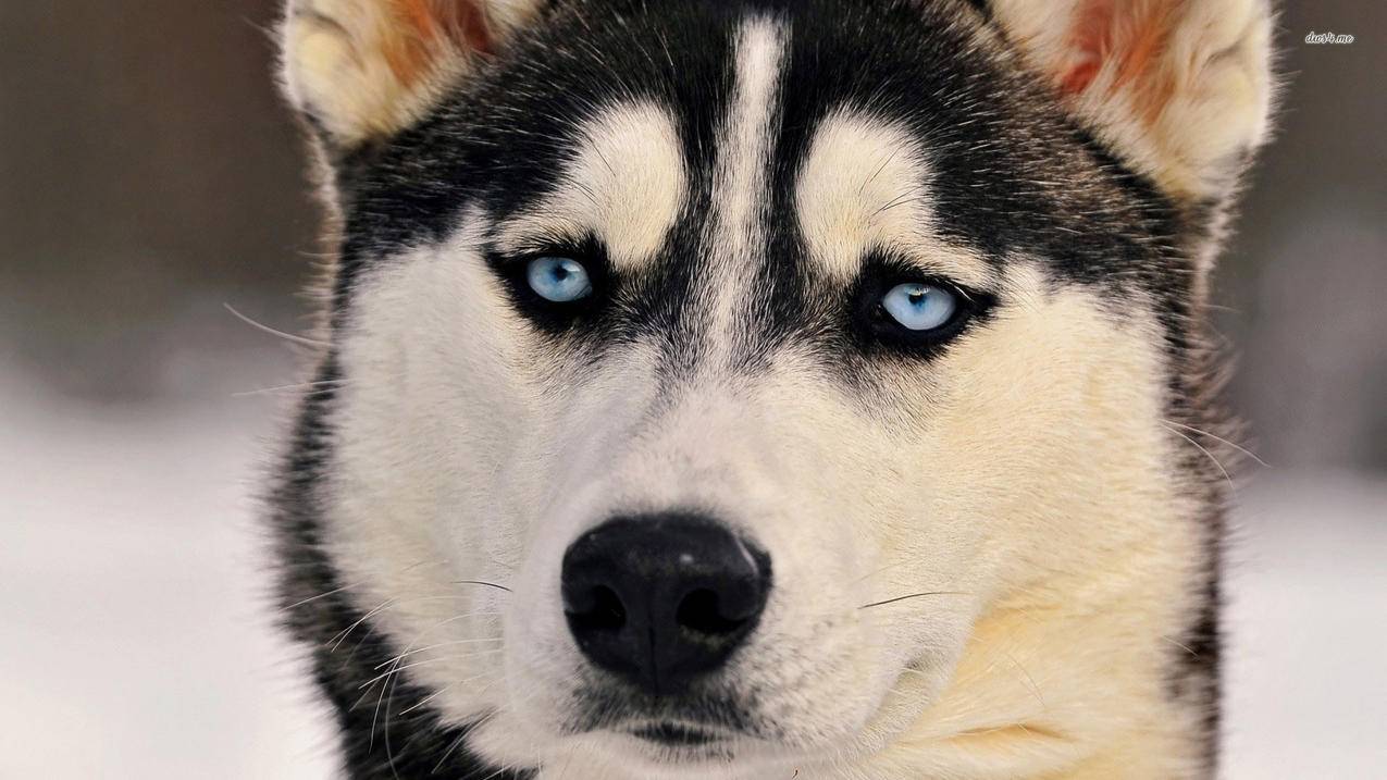 推特有什么博主值得看_推特有什么好的博主 - tw相关 - 55dz账号网