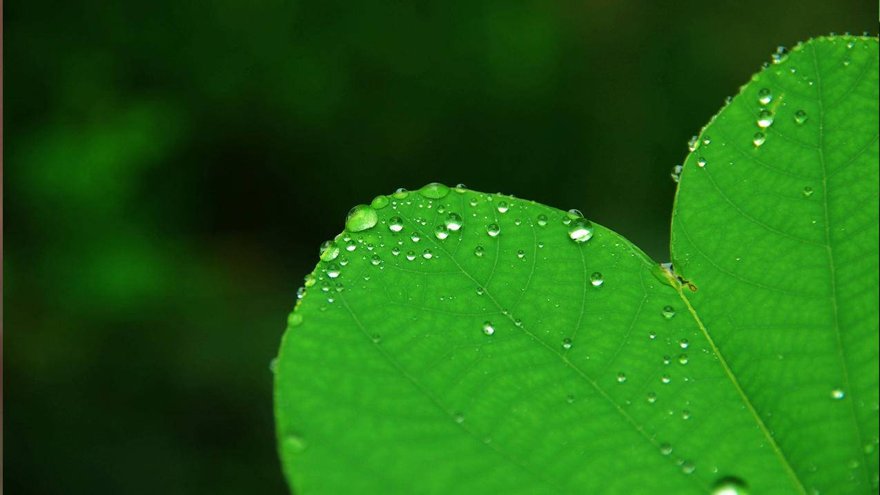 家里有摄像头的要小心！你可能正在被“现场直播” - Apple ID相关 - 55dz账号网