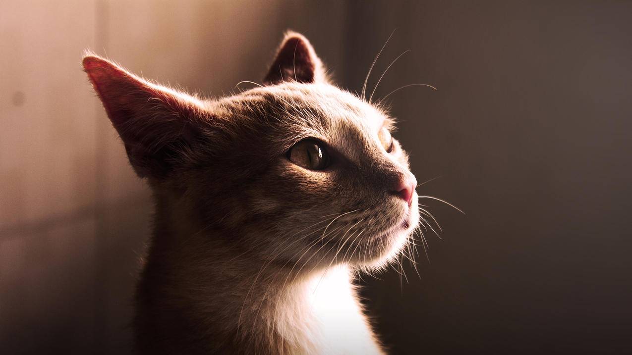 不需要vpn信用卡美国手机号，轻松申请美国AppleID号 - Apple ID相关 - 55dz账号网