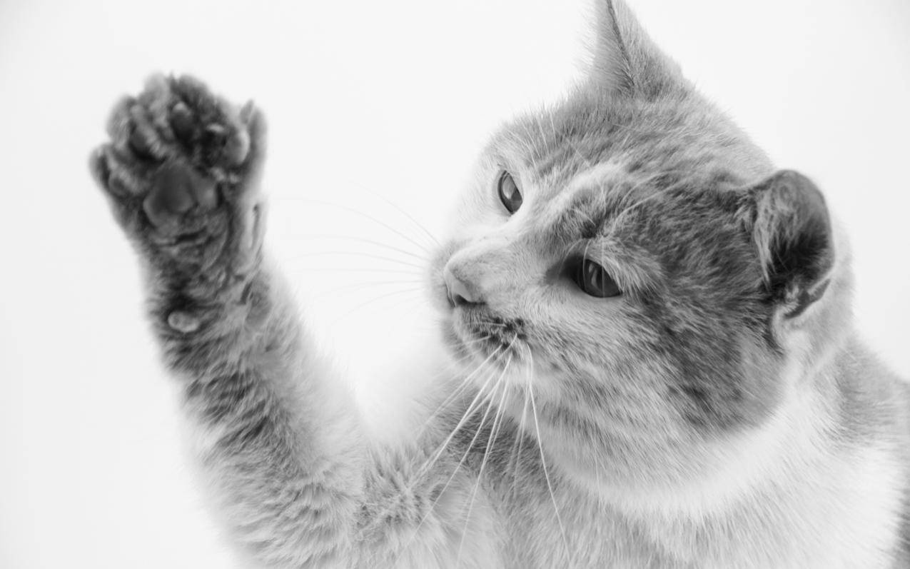 小火箭有没有试用功能  ( 有了小火箭怎么找节点 ) - 55dz账号网