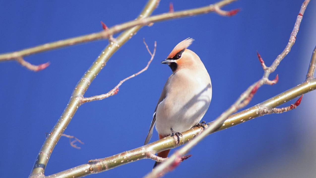 美国appleid购买记录_购买apple id美国 - 美国苹果ID - 55dz账号网
