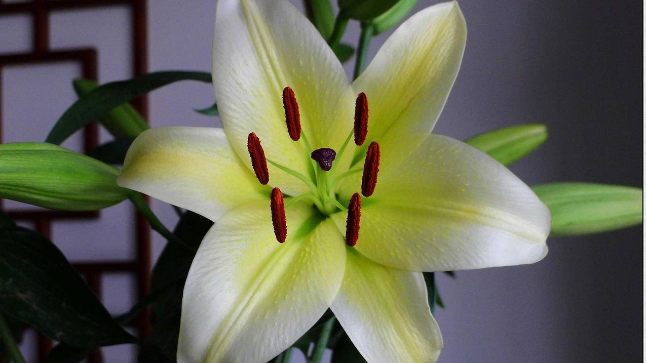 香港id苹果账号免费2022每日更新_注册苹果香港id账号 2020 - 香港苹果ID - 55dz账号网