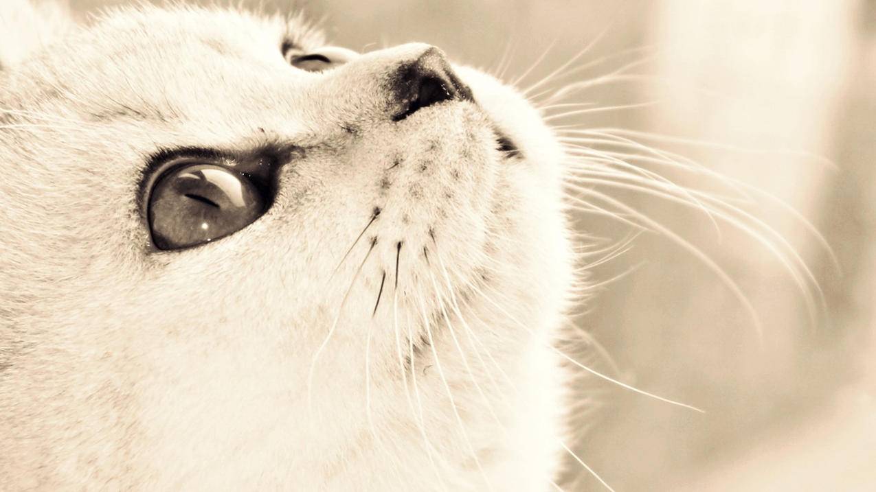 ks刷赞业务推广网站 - 在线ks刷双击24小时自助,qq空间刷赞网站全网+最低价啊