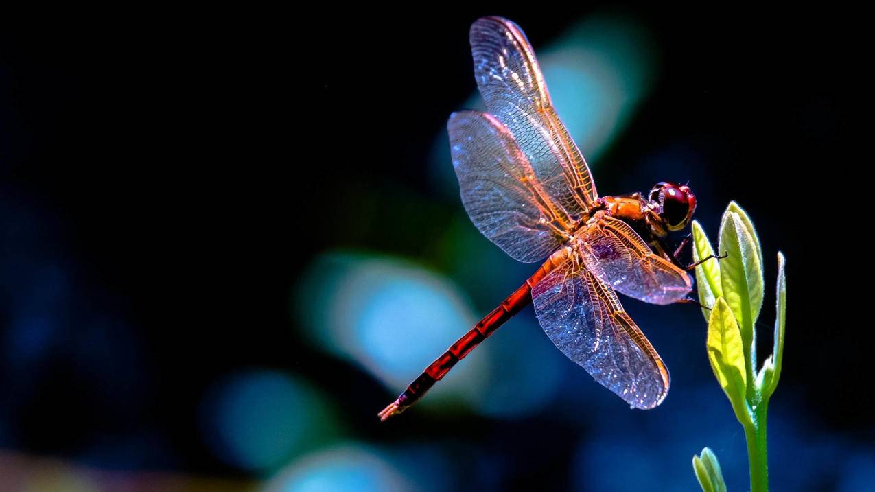 快手刷50粉丝最低价 - 快手粉丝1元1000自助下单-免费刷直播间人气软件