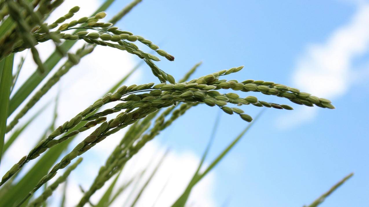 苹果手机怎样共享相册照片 ， 苹果手机怎么共享相册给别人用  - 55dz账号网