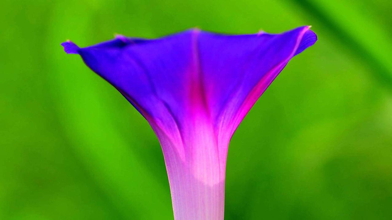 微博国际版越南苹果id登录（微博国际版越南苹果id登录不了） - 各区苹果ID - 55dz账号网