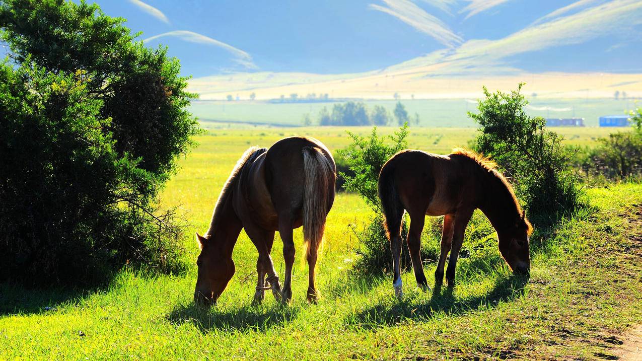 apple共享账号_apple共享账号怎么用 - 注册外服方法 - 55dz账号网