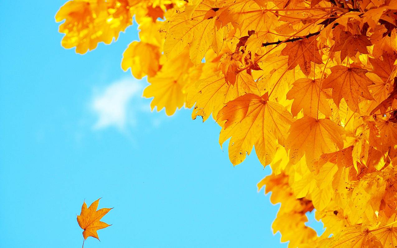 小火箭节点免费分享202010_小火箭免费节点获取2020 - 注册外服方法 - 55dz账号网