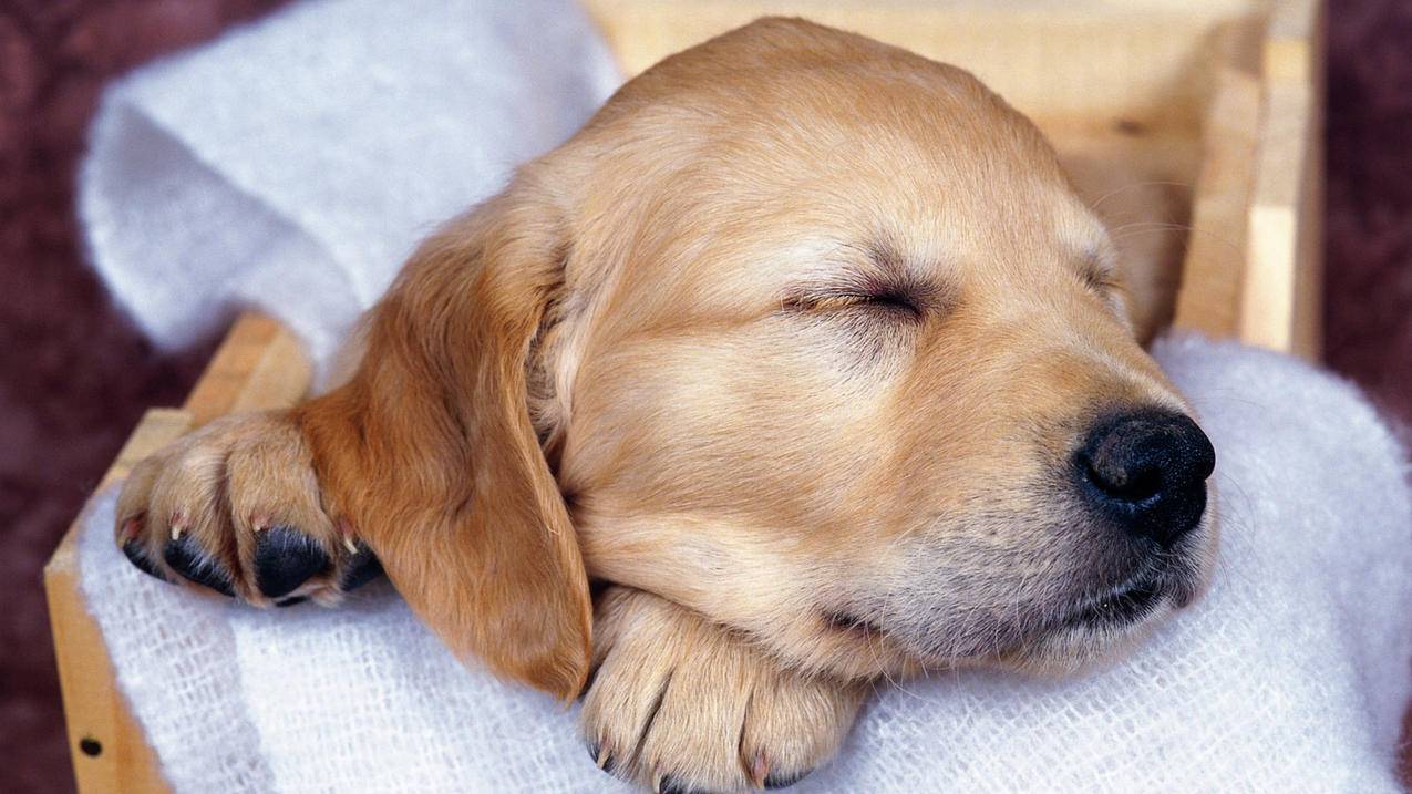 nba2k19传奇经理选秀_2k20传奇经理选秀 - IOS分享 - 55dz账号网