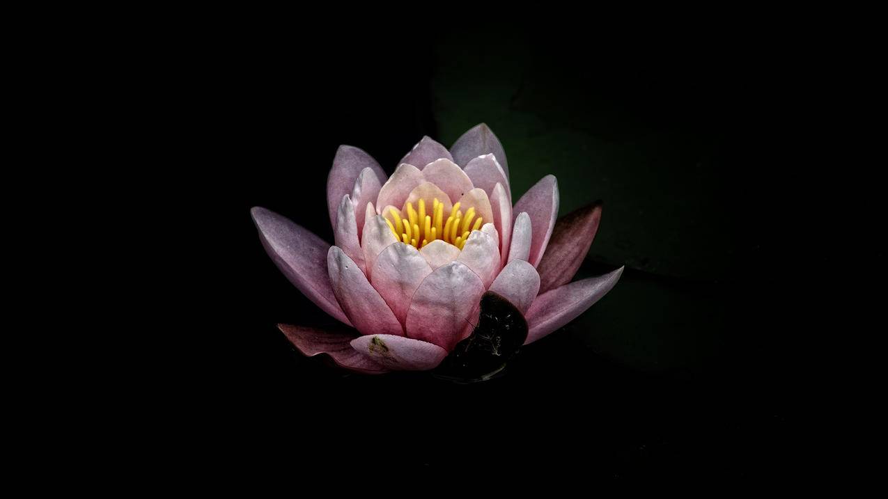 苹果手机id账户详情不可用 ， 苹果账户详情不可用什么意思 苹果账户详情不可用的解释  - 55dz账号网