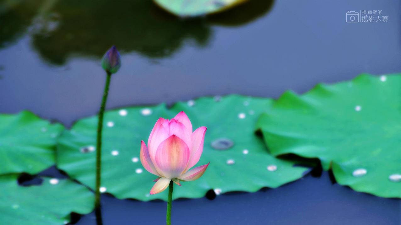 高中数学微积分包含哪些知识点？ - 自助下单ks - ks24小时自助