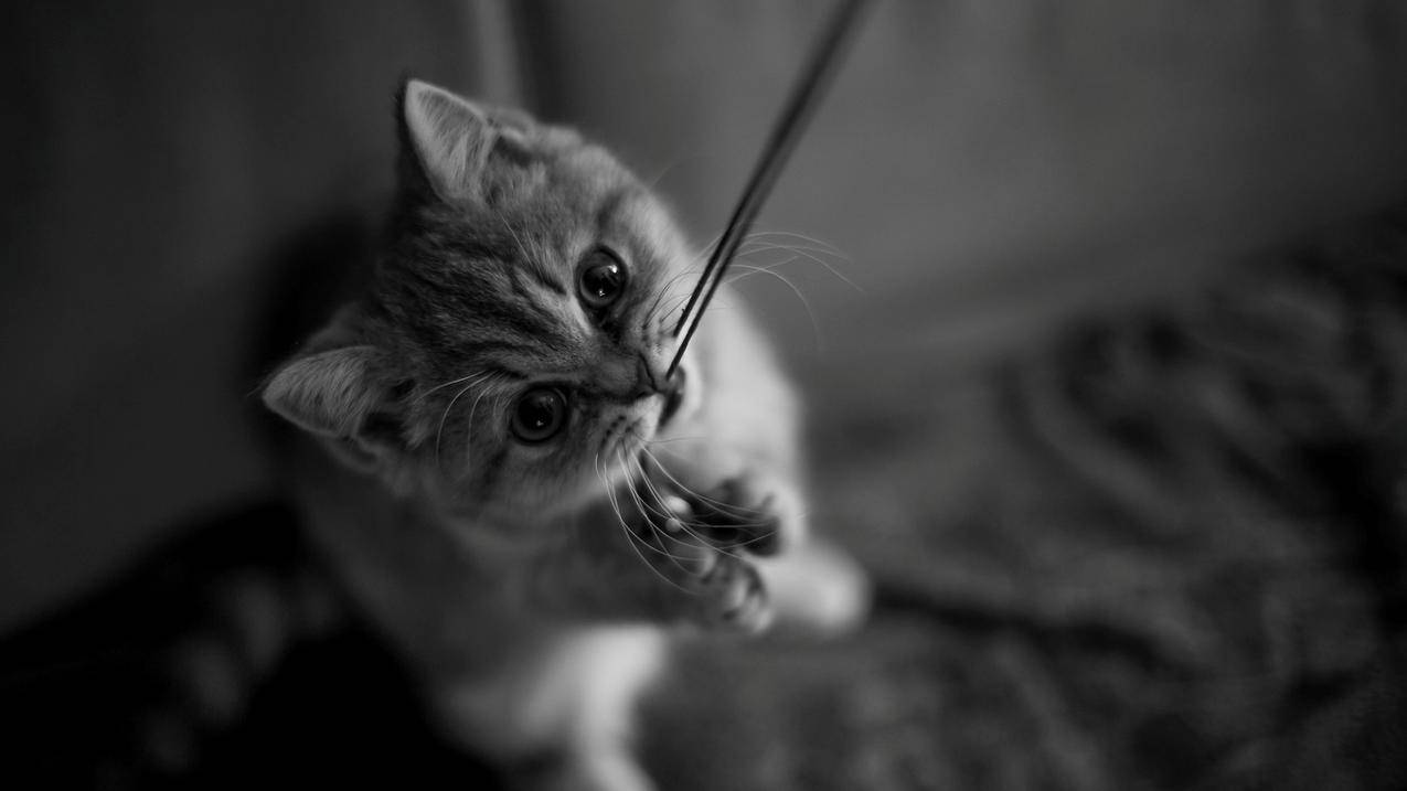 tiktok怎么切换日本区_tiktok怎么调地区 - tiktok相关 - 55dz账号网