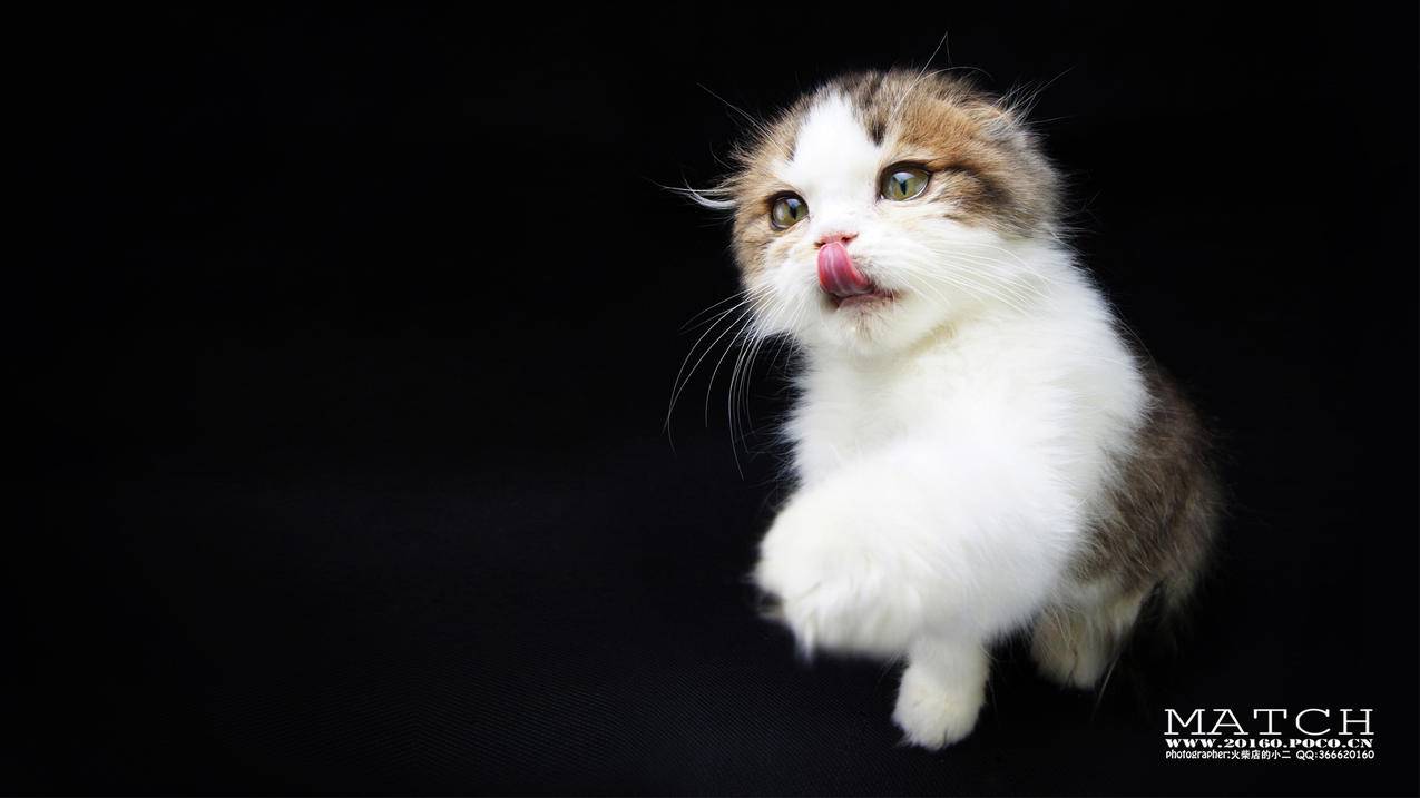 快手评论赞自助下单平台 - qq刷访客网站,a快手业务