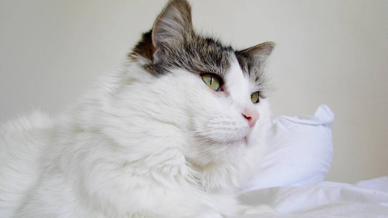 小火箭是什么软件  ( shaderocket安卓版怎么下载 ) - 55dz账号网