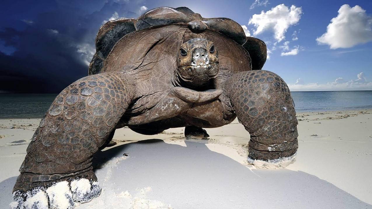 tiktok怎么收益盈利怎么提现_tiktok多久后可以看到收益 - tiktok相关 - 55dz账号网