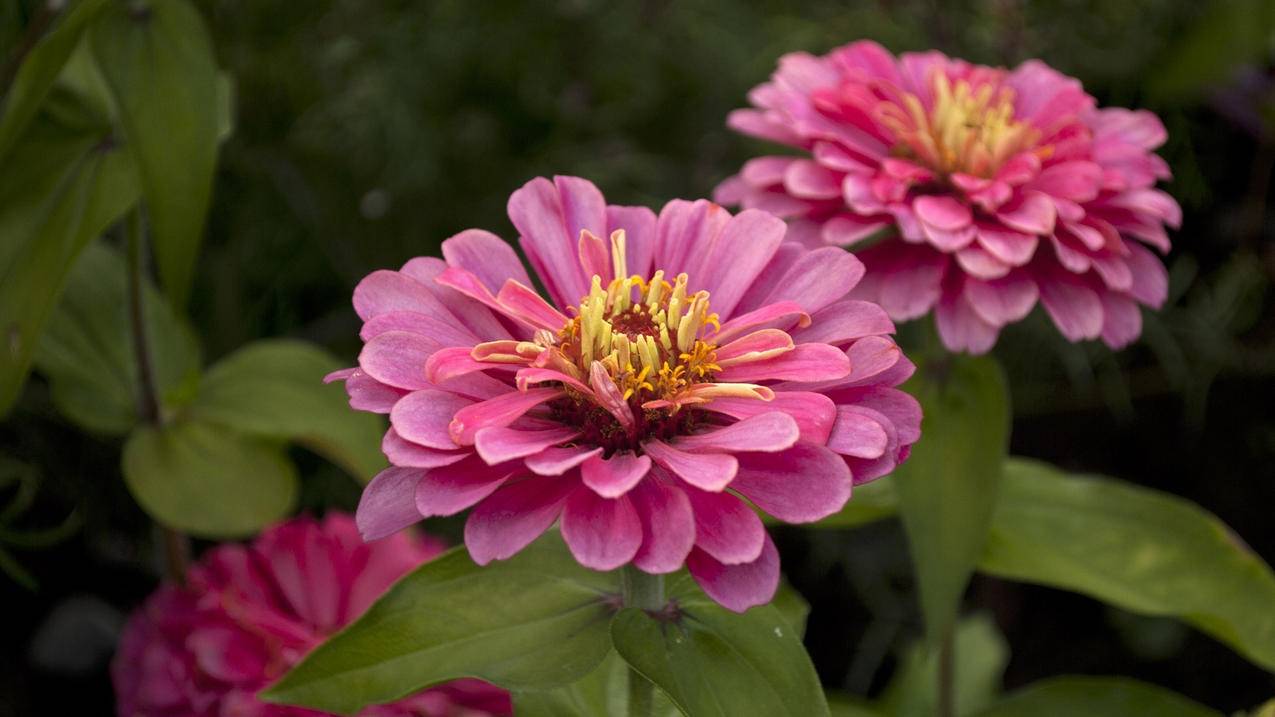 苹果手机退出了id但是开启了定位功能,这样还可以定位麽?别人知道我的位置麽? ， 苹果手机丢了id被退出还能定位吗  - 55dz账号网