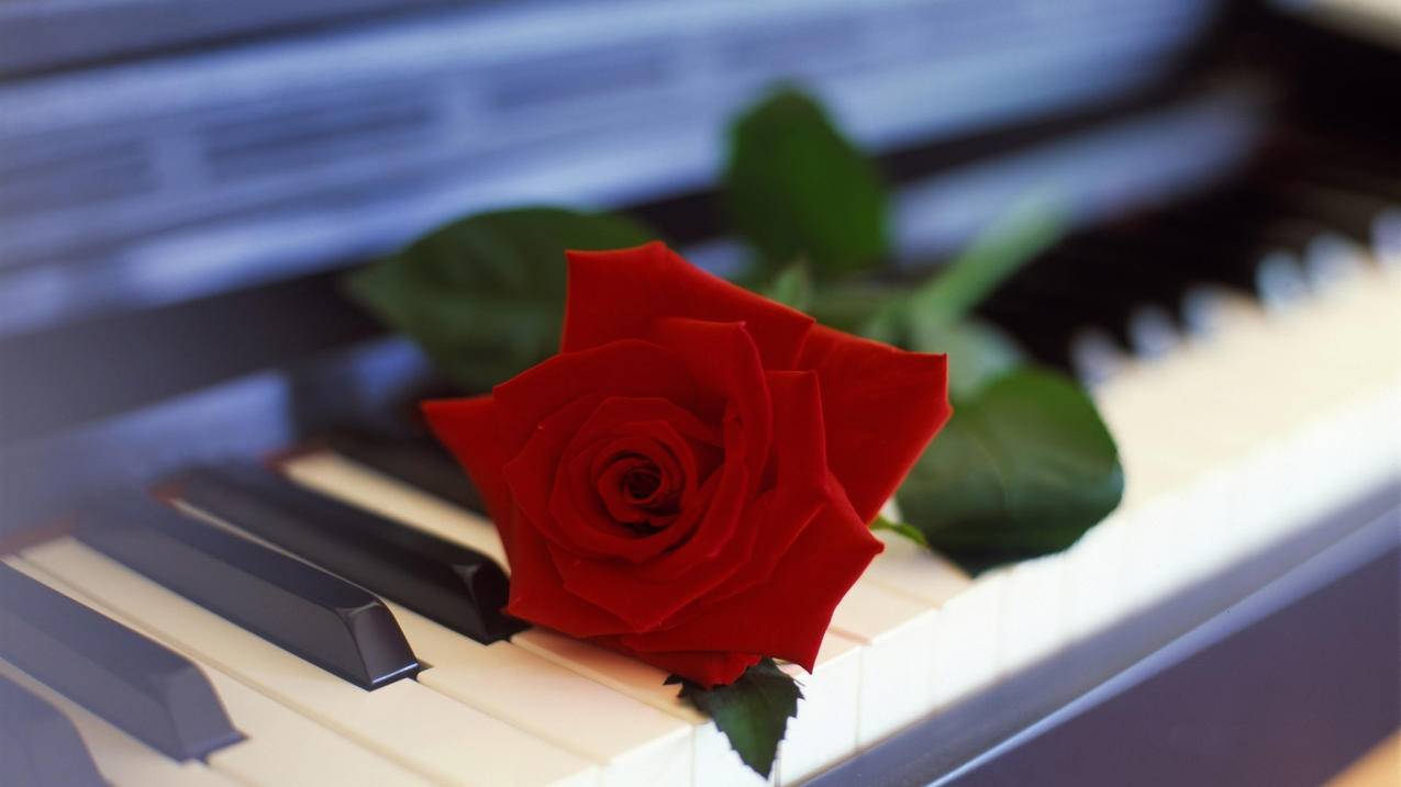 iphone账号密码忘了怎么办啊 ， 苹果手机lD密码忘了,手机不是我的怎么办?  - 55dz账号网