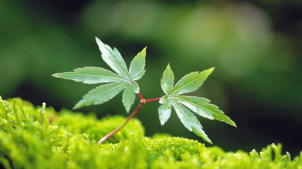 快手秒刷最便宜网站 - 抖音业务的下单平台-免费代刷快手双击