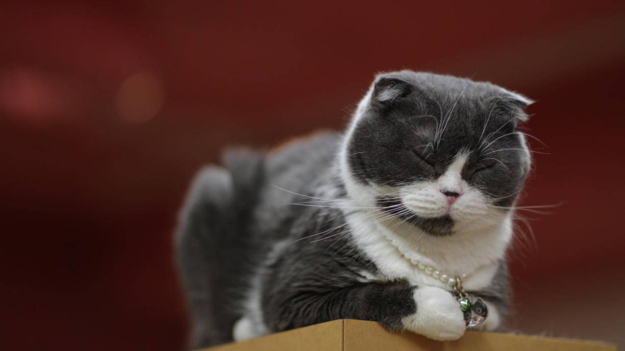 更改越南apple id账号会有什么影响（越南苹果ID） - 各区苹果ID - 55dz账号网