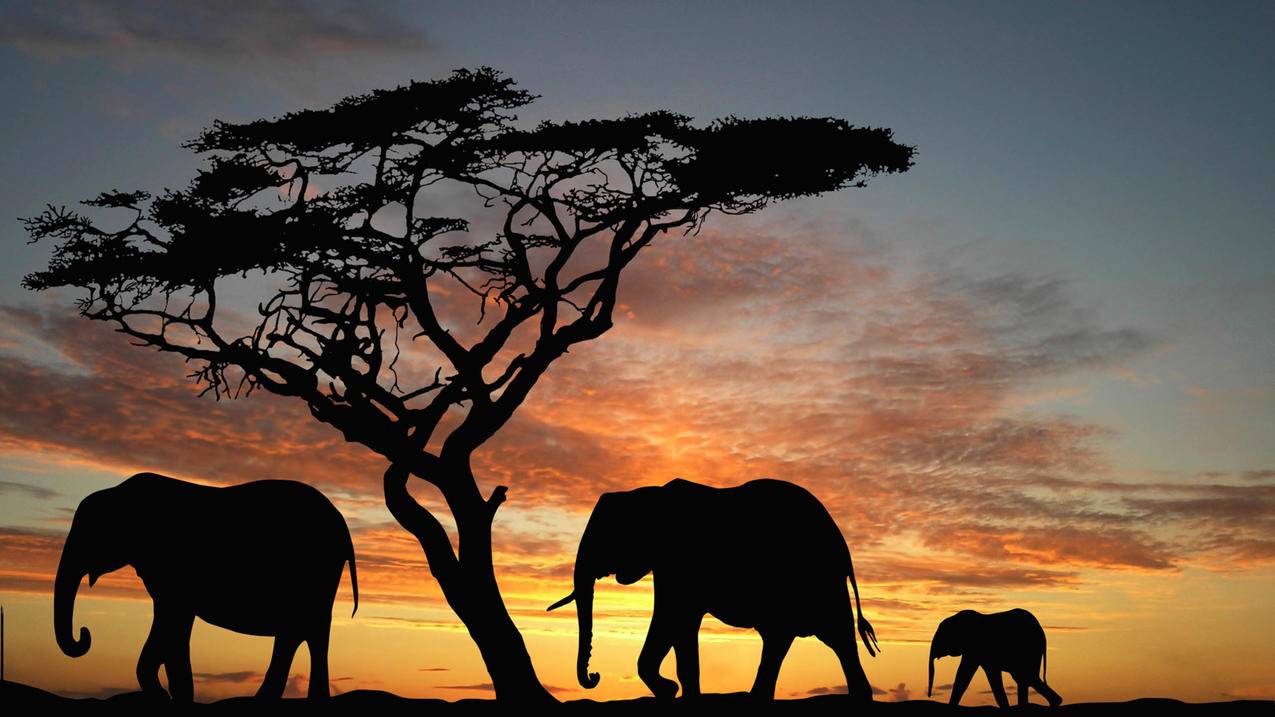 关于shadowrocket网站的信息 - 注册外服方法 - 55dz账号网