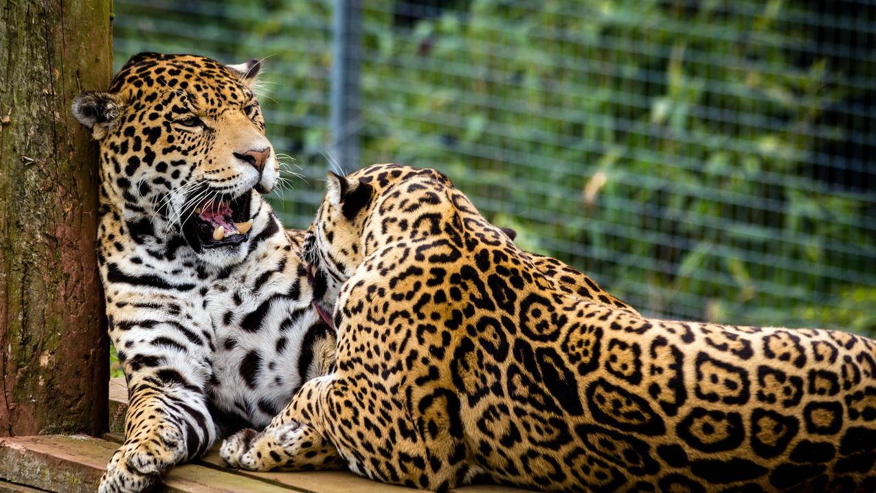 崩坏3日服下载慢_崩坏3下载太慢了 - 日本苹果ID - 55dz账号网