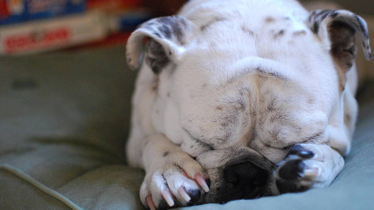 教你苹果手机怎么用google浏览器_苹果手机怎样使用谷歌浏览器 - google相关 - 55dz账号网