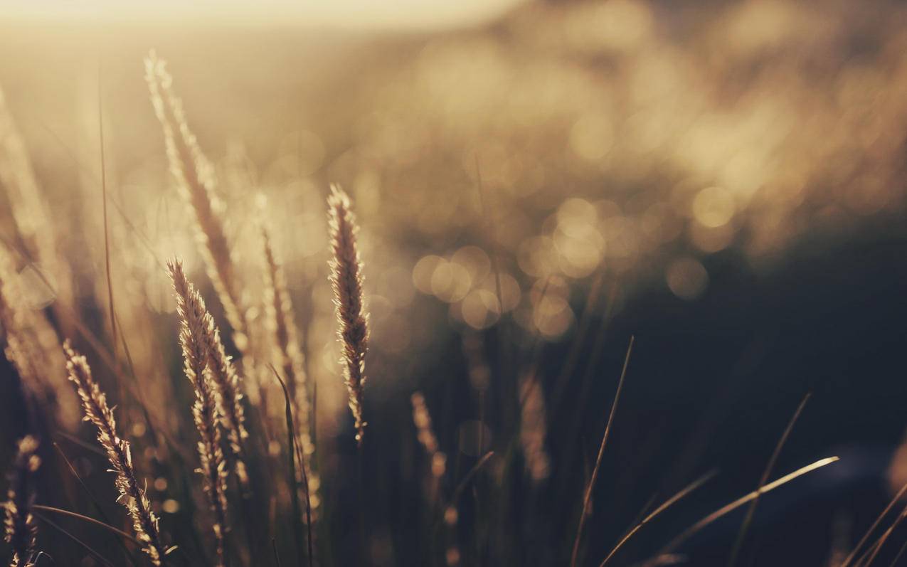 怎么查看gmail密码_gmail密码忘记 - gmail相关 - 55dz账号网