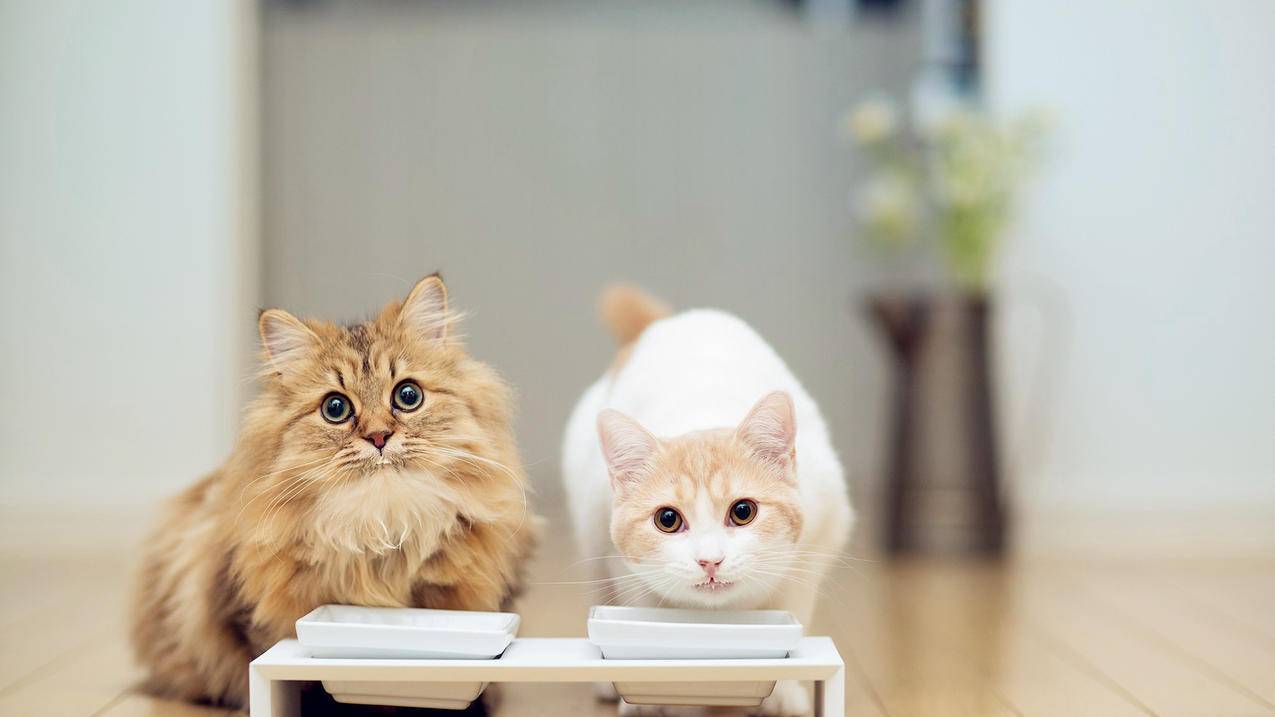 越南苹果id账号可以更改么 - 各区苹果ID - 55dz账号网