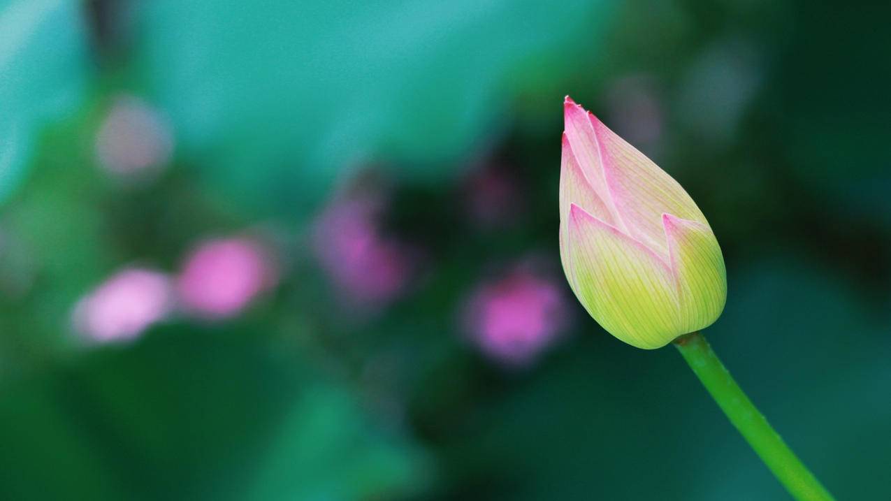 lisains粉丝数_lisains粉丝数量7000万 - INS相关 - 55dz账号网