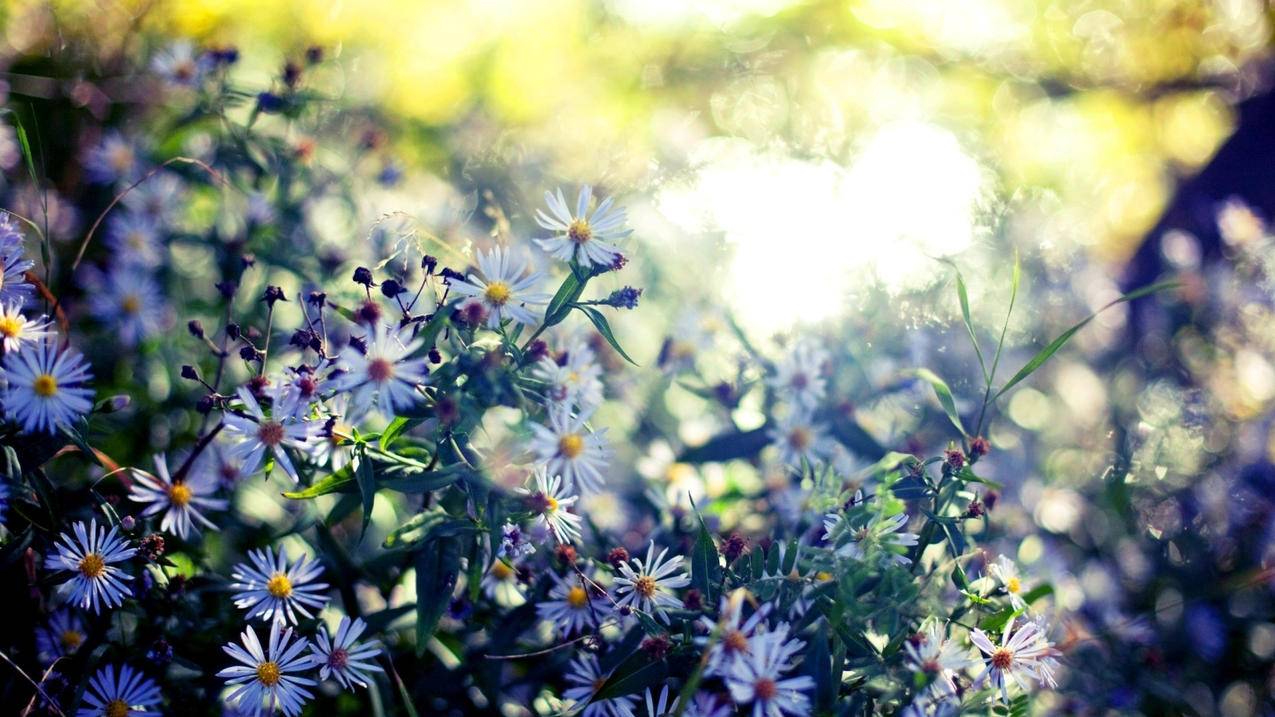 越南苹果id和越南id有什么区别 - 各区苹果ID - 55dz账号网