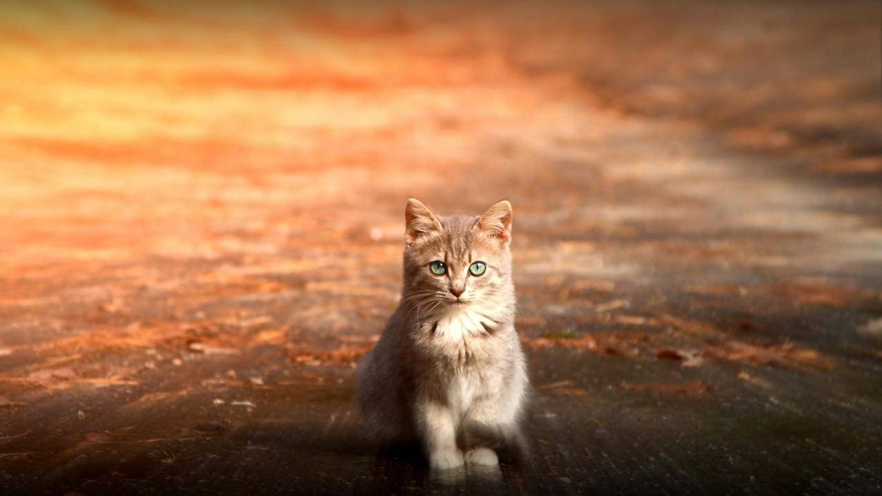 clash的yaml文件_YAML文件 - clash相关 - 55dz账号网