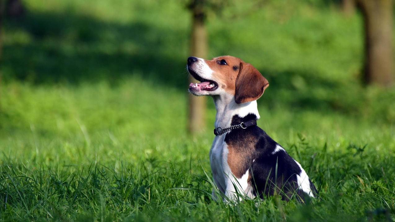 芒果如何千川推广？ - 低价业务 - dy业务网