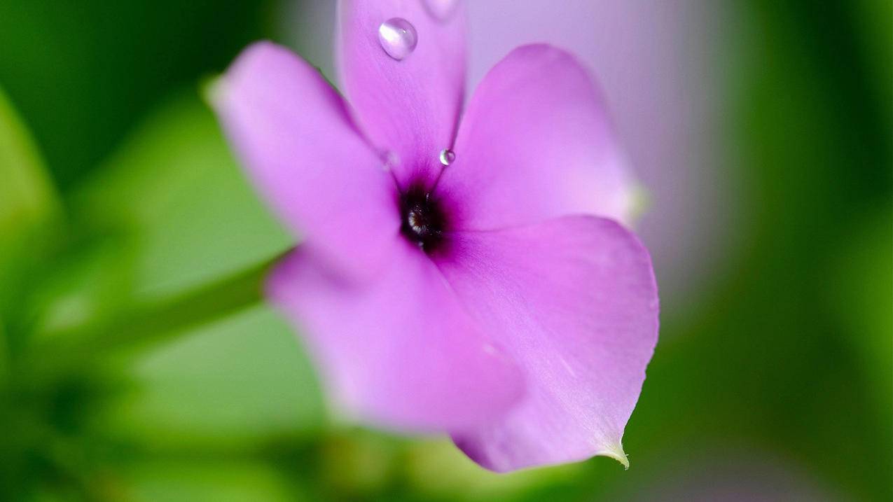 千川初次出价如何确定？ - 低价业务 - dy业务网