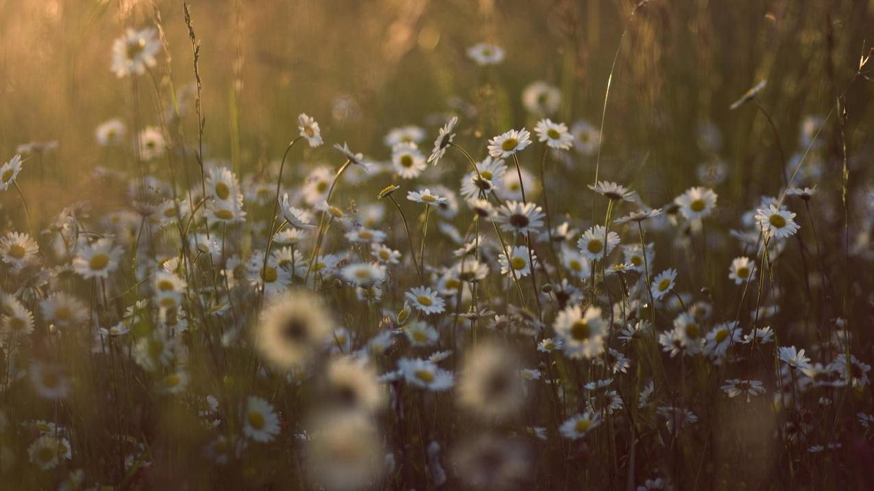 nba2k22呼叫挡拆键盘_nba2kol2键盘挡拆 - IOS分享 - 55dz账号网