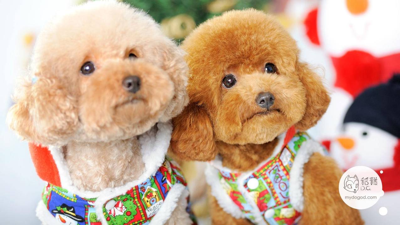 新疆抖音搜索电商运营技巧及方法有哪些？ - ks业务网 - ks业务下单